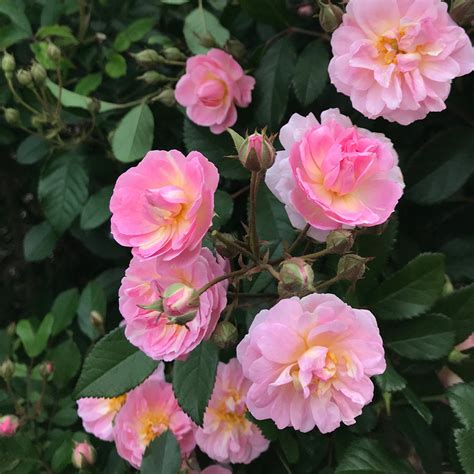 perfume breeze rose tree